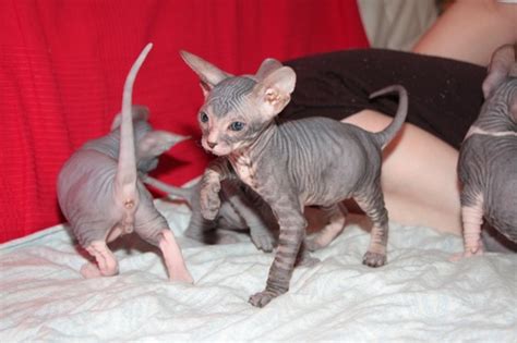 Weitere ideen zu sphynx katze, sphynx, nacktkatze. Katzen - Rassekatzen - Sphynx Tieranzeigen