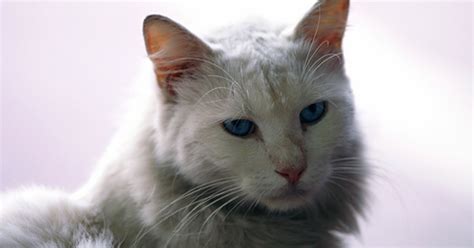 As the cancer progresses and the cells spread or grow, the severity of the symptoms will increase, making them more obvious. Mouth Cancer in Cats | eHow UK