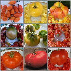 Heirloom tomato seeds heirloom tomatoes tomato vegetable tomato garden vegetable garden cape gooseberry fruits and veggies vegetables beefsteak tomato. Dagma's Favorites -Tomato Seed Collection | TomatoFest ...
