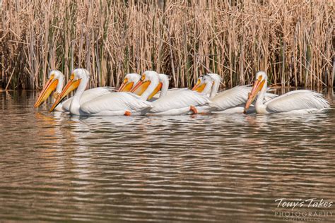 American White Pelicans Work To Herd Fish A Local Pond Was Flickr