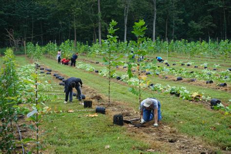 Volunteer May Casey Tree Farm Planting Casey Trees