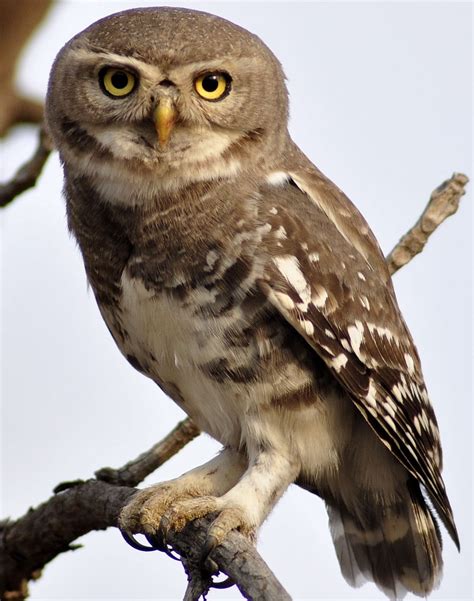 Barry The Birder World Most Unusual And Endangered Owl