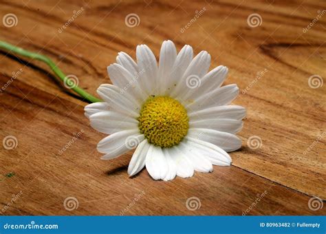 White Daisy Flowers For Background Stock Photo Image Of Daisy Yellow