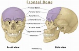 Frontal Bone – Location, Functions, Anatomy, & Diagram