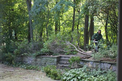 One minute everything looks fine, and the next, your pleasant outdoor space has turned into a wilderness. Gardening and Gardens: Backyard Renovation - Part 1: Tree ...