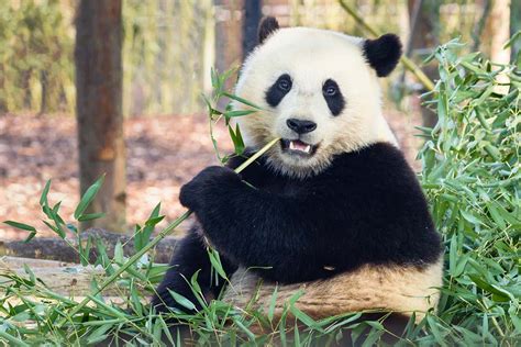 China Reclaims Pandas From Us Zoos Is The Panda Politics Era Over