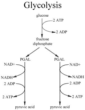 Cellular Respiration - EHS Anatomy & Physiology (A)