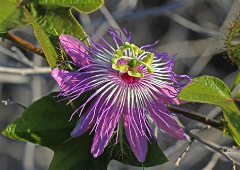 Stinking Passion Flower Passiflora Foetida Also Called Flickr