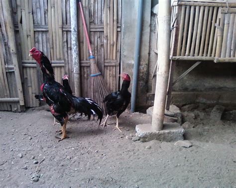 Menetaskan 5 telur ayam mangon superr. Tips Cara Mengawinkan Induk Ayam Bangkok Aduan ...