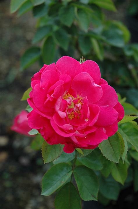 For whatever reason, there is a party. Party Hardy Rose (Rosa 'Party Hardy') in Strathmore ...