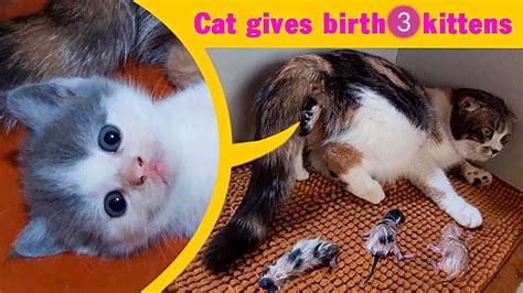 Giving Birth To 3 Kittens Persian Kittens Youtube