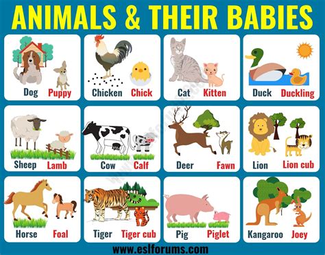 Baby Animals List Of Popular Animals And Their Babies Baby Animals