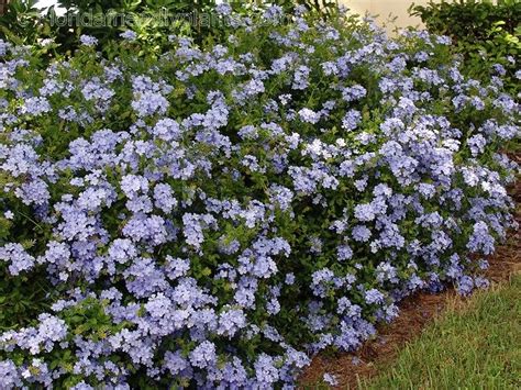 Others will have a mounding or round shape while others are taller and columnar. Plumbago ariculata -- a climbing shrub makes a nice ...