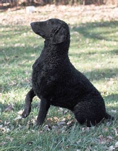 Find puppies for sale from curly coated retriever dog breeders based on your lifestyle and desired breed. Curly Coated Retriever #Dogs #Puppy | Curly Coated ...