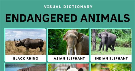 Top 100 Information About Endangered Species Of Animals Is Present In