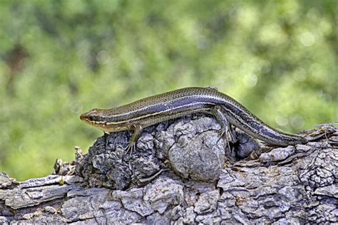 5 Lined Skink Lizard Stock Image Image Of Brown Five 55771723