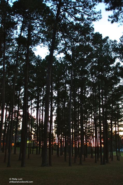 Check spelling or type a new query. Biloxi to Vicksburg and the Piney Woods of Mississippi ...