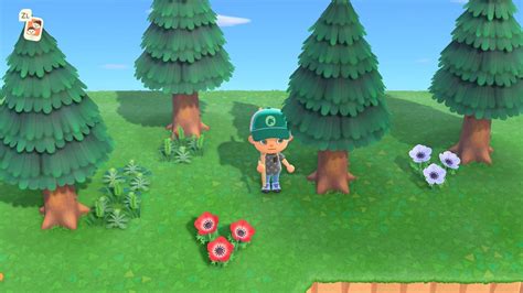 Animal Crossing New Horizons How To Get Pine Cones And Acorns
