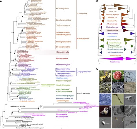 Phylogenomic Insights Into The Early Diversification Of Fungi Current