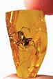 How amber forms -- nature's time capsule