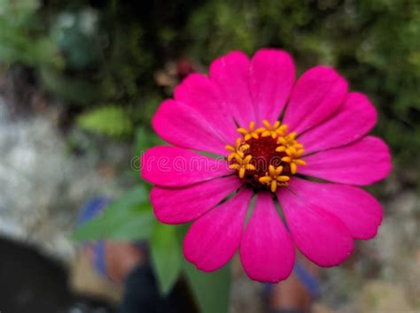 Magenta Zinnia Flower On The Natural Background Stock Image Image Of