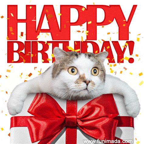 Funny Cat Happy Birthday Animated 