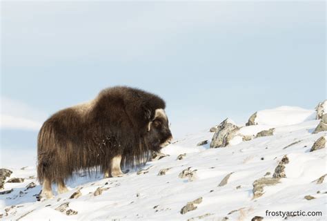 Are Musk Oxen Endangered Frosty Arctic
