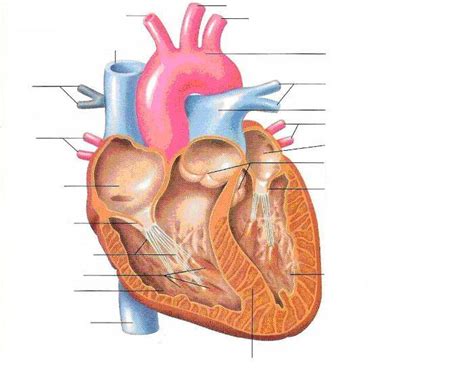 Willebrand (vwf) analysis, including measurement of vwf. Unlabelled Diagram Of The Heart# - ClipArt Best