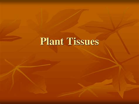 Solution Plant Tissues Studypool