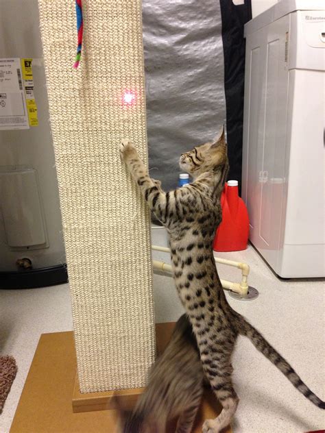 Official account of scratch, the programming language & online community where young people create stories, games, & animations. How to Get Your Cat to Use a Scratching Post | Kitty Loaf