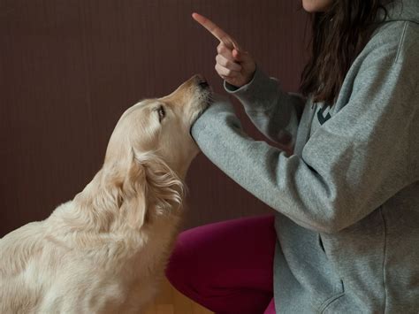Trainpetdog.com has been visited by 10k+ users in the past month 4 Ways to Get Your Puppy to Stop Biting - wikiHow