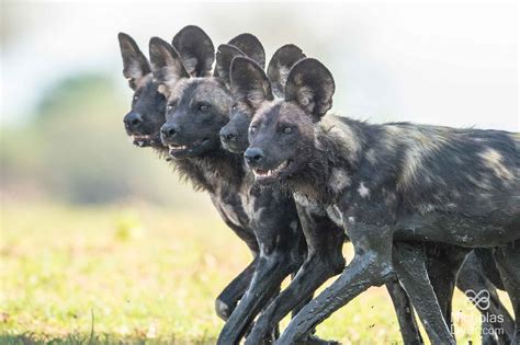 Painted dogs cannot withstand the same diseases that domesticated dogs can, so it can easily infect and kill a. Hwange National Park and the Survival of the African ...