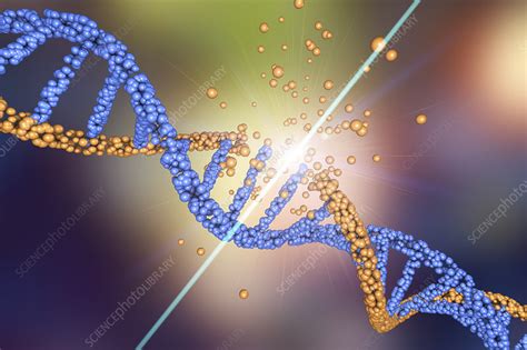 Dna Damage Illustration Stock Image F Science Photo Library