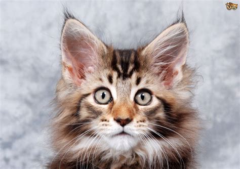 Cat Breeds With Cute Tufted Ears Pets4homes
