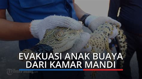 Pusat gempa diperkirakan berada 97 kilometer barat laut melonguane dengan kedalaman 51 kilometer. Seekor Buaya Ditemukan dalam Kamar Mandi Warga di Kota ...