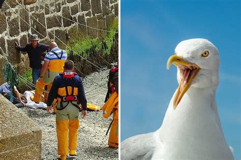 Seagull Attack In Cornwall Girl Speaks Of Her Terror Daily Star