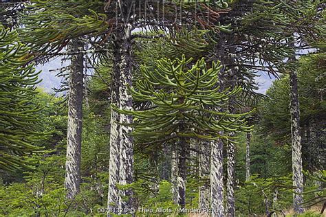 Minden Pictures Monkey Puzzle Tree Araucaria Araucana Forest At The