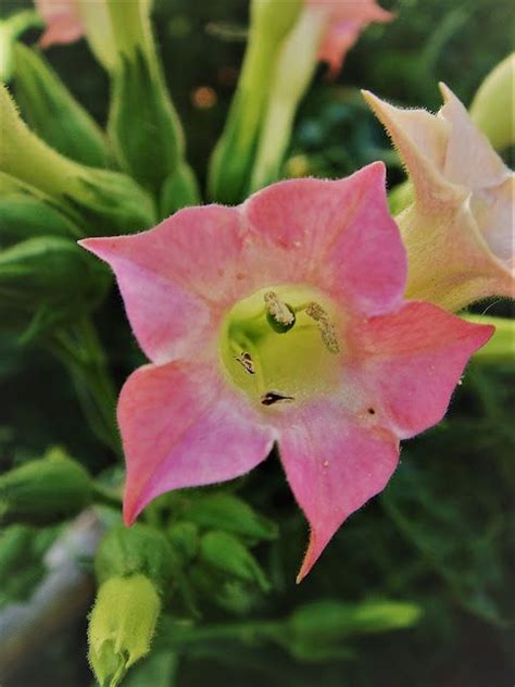 Flor Del Tabaco Nicotiana Tabacum With Images Plants