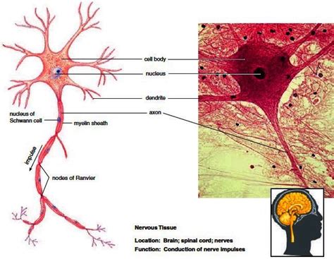 Use the graph below to describe how a neuron would respond to increased stimulation of the. Nervous tissue. Neurons are surrounded by neuroglia, such ...