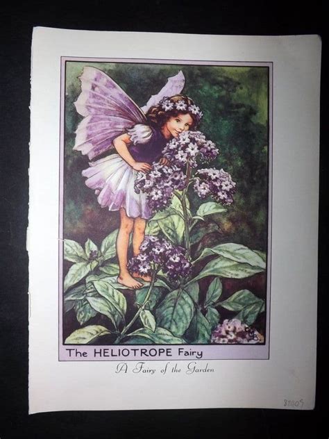 Cicely Mary Barker 1955 Vintage Flower Fairies Print Heliotrope Fairy