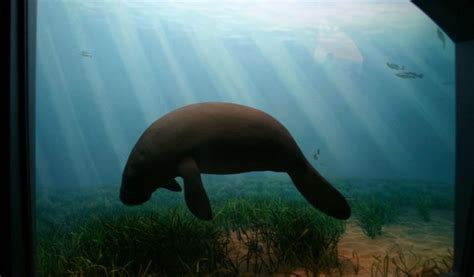 West Indian Manatee Facts Information And Habitat