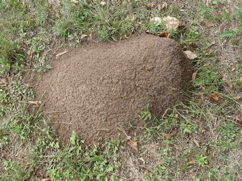 Apparel & accessories, home & decor, kitchen, health & beauty Fire Ants Suck... Here's How to Get Rid of Them