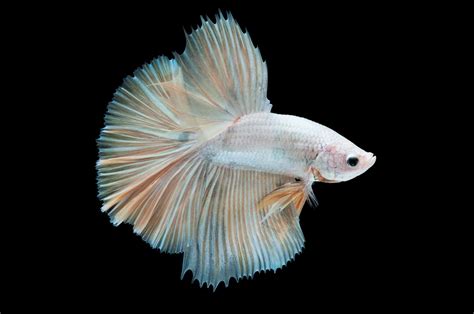 The Albino Betta Fish A Rare And Mysterious Creature