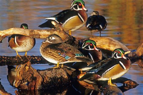 20192020 Waterfowl Hunting Overview And Outlook