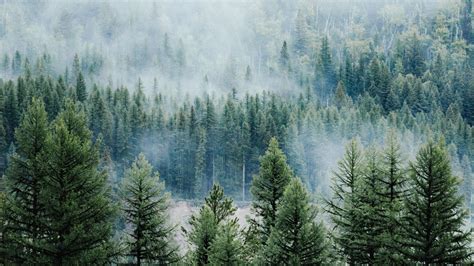 Download Wallpaper 1920x1080 Forest Trees Fog Tops Spruce Pine Full Hd Hdtv Fhd 1080p Hd