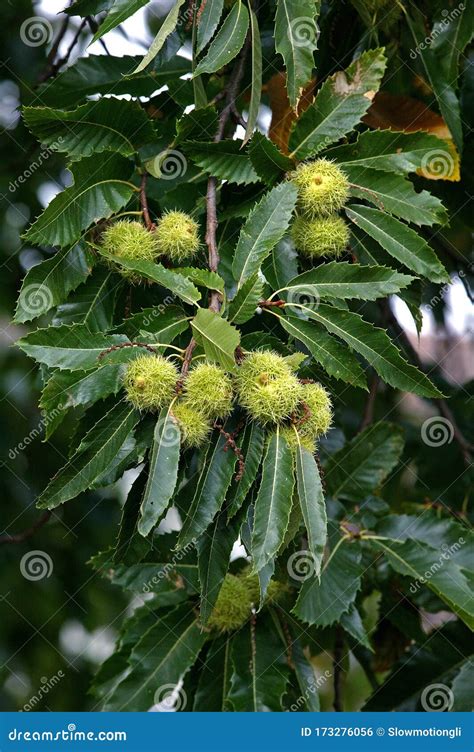 Chataigne Stock Photo Image Of Outdoor Botany Ingredient 173276056