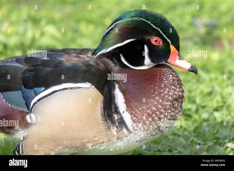 Wood Duck Aix Sponsa Pictured On Land Stock Photo Alamy