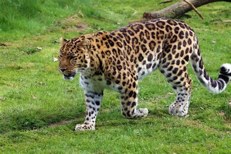 Amur Leopard Why Is It Endangered