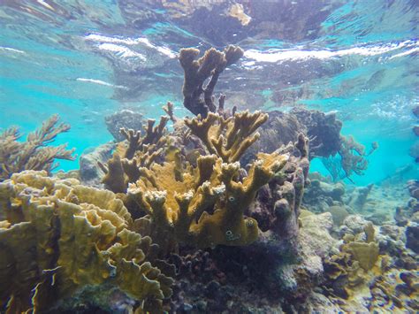 Caribbean Coral Reefs Under Siege | Earth Wise