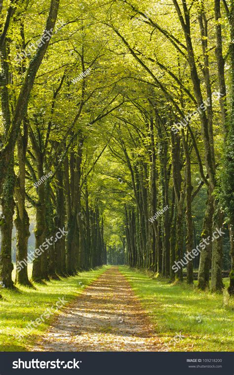 Tree Alley Stock Photo 109218200 Shutterstock